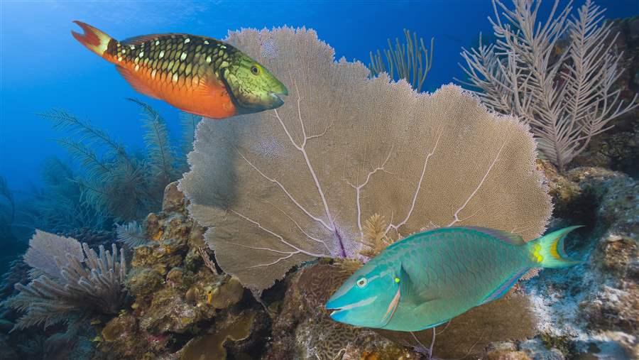 Stoplight parrotfish are commercially important