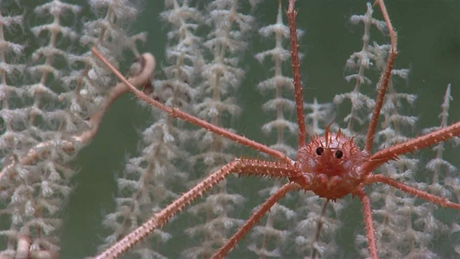 Squat lobster