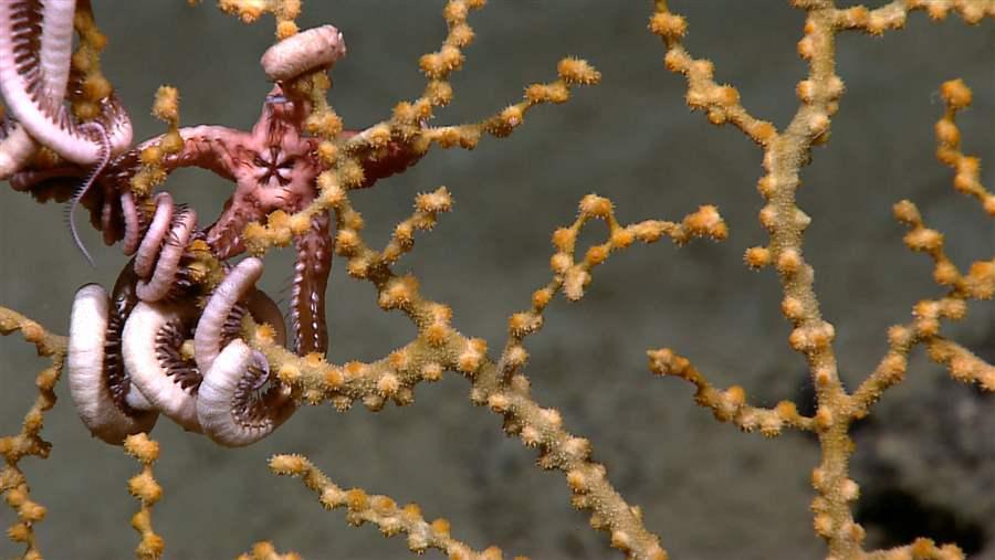 unhealthy brittlestar