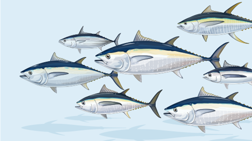 Fishing industry players push for protection of tuna species - People Daily