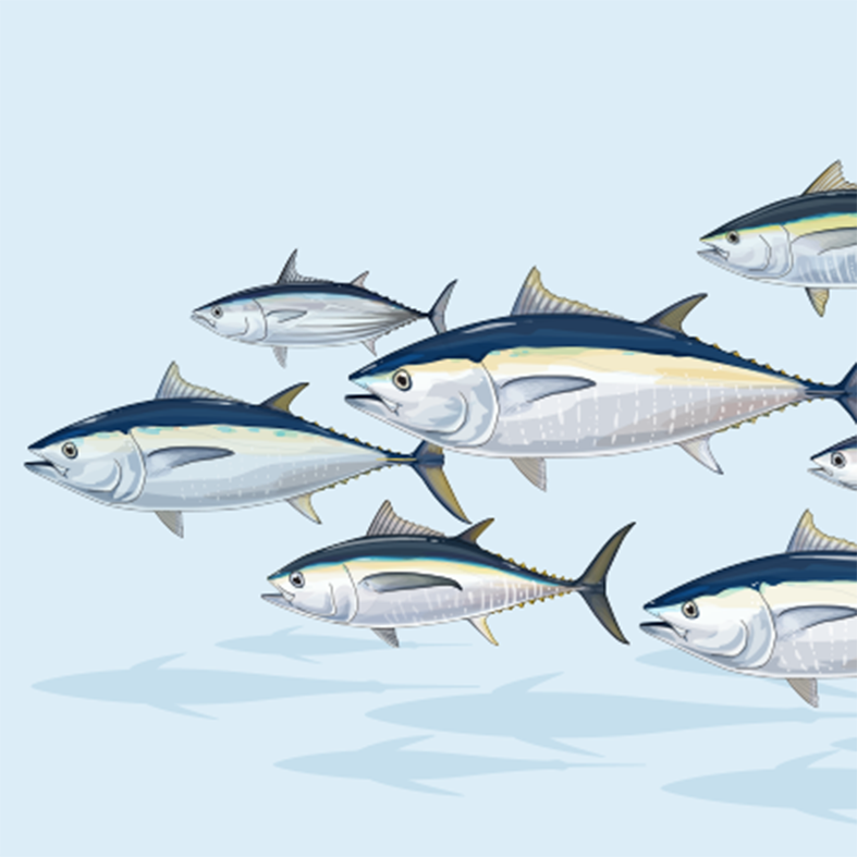 Netting Billions: A Global Valuation of Tuna