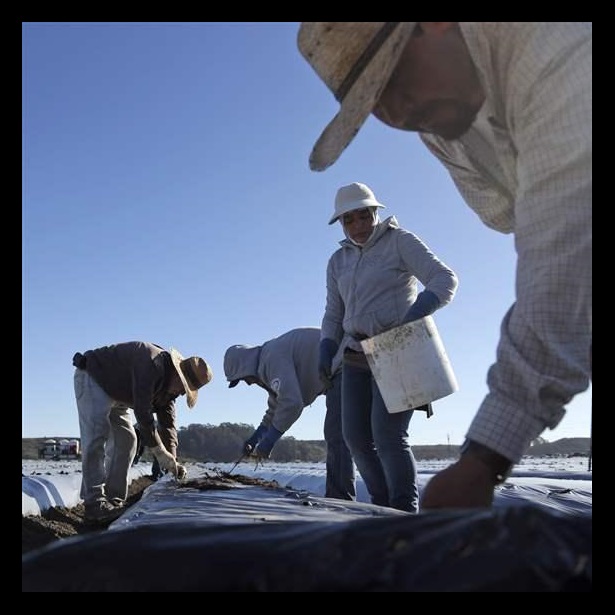 Workers plant strawberries in California