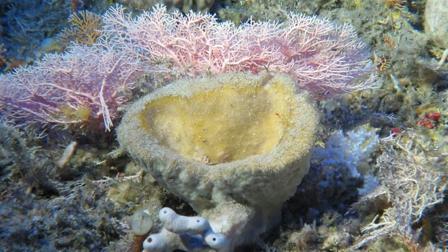 demosponge and stylaster hydrocoral