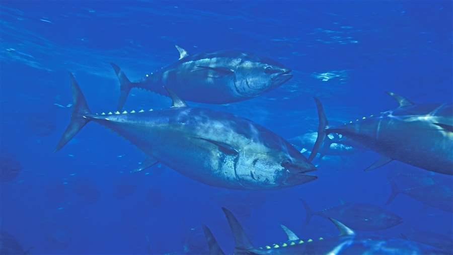 Pacific Bluefin