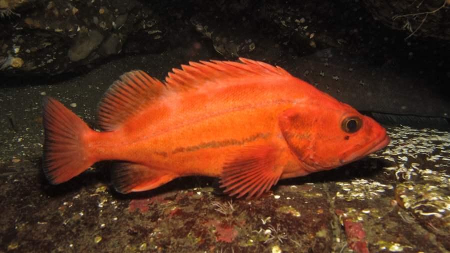 Yelloweye rockfish and other fish with depleted populations need rebuilding