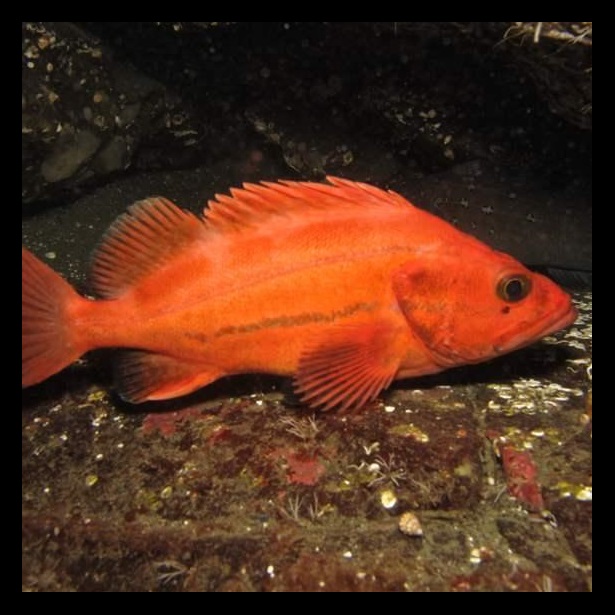 Yelloweye rockfish and other fish with depleted populations need rebuilding