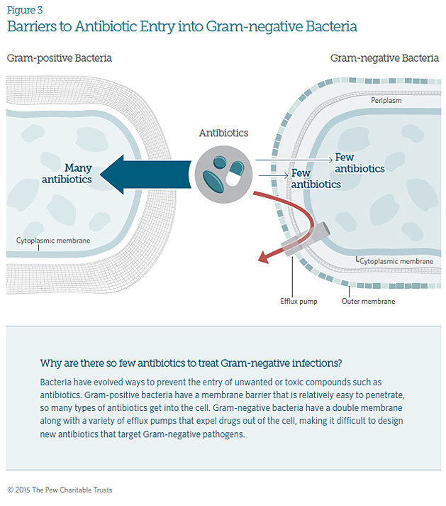 Antibiotics infographic