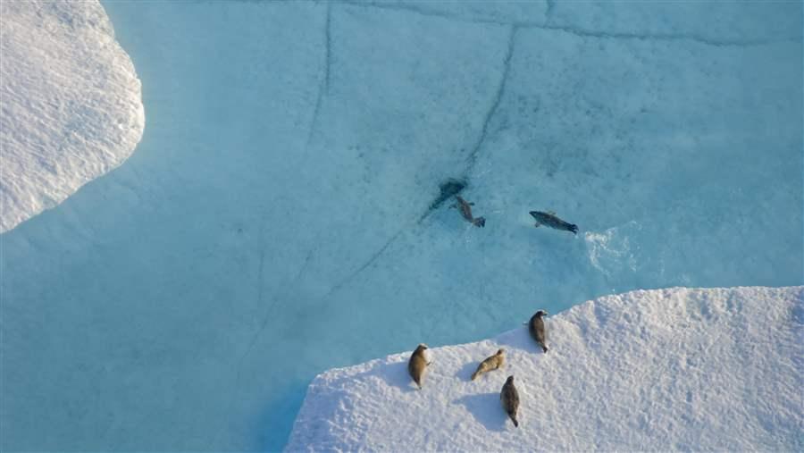 Some specific areas of the U.S. Chukchi and Beaufort seas are especially vital to conservation efforts