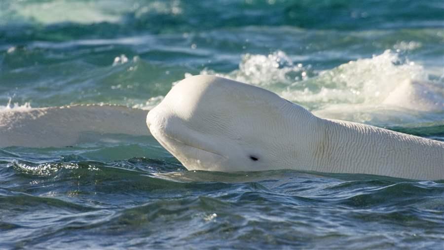 The Beaufort Sea shelf breaks are hot spot for beluga whales in summer