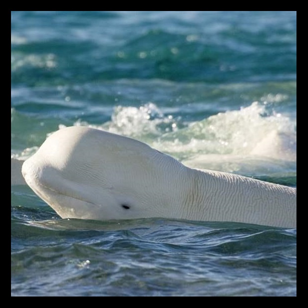 The Beaufort Sea shelf breaks are hot spot for beluga whales in summer