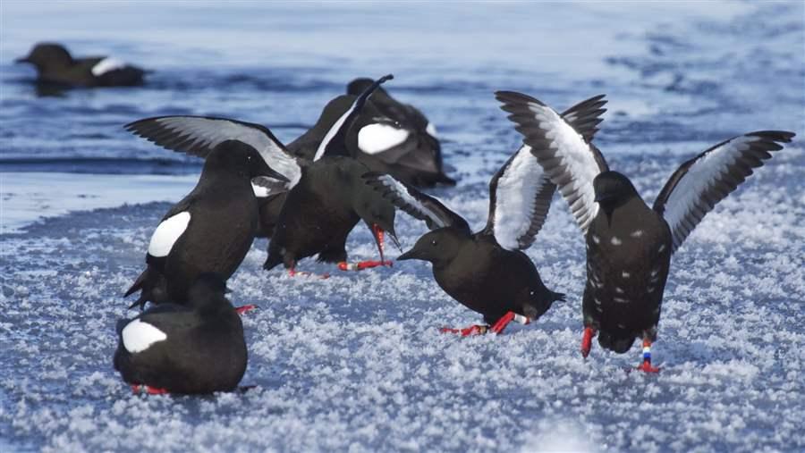 Black guillemots