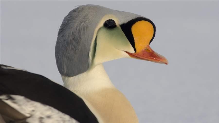 Harrison Bay and the Colville delta are a refuge for king eiders