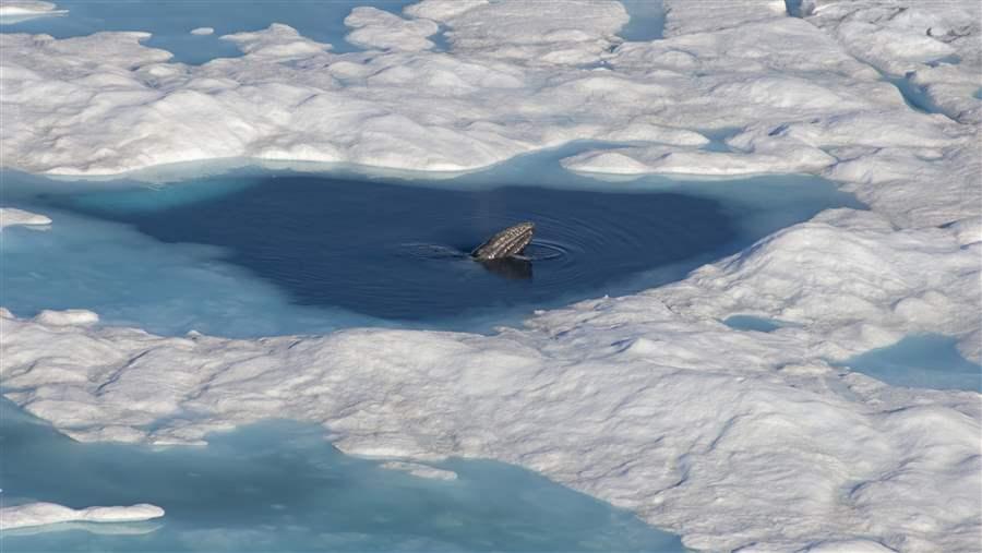 The Chukchi Corridor is a feeding and reproduction area for gray whales