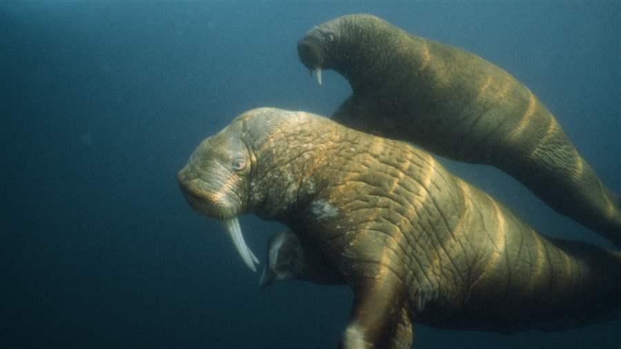 Walruses feed on the seafloor