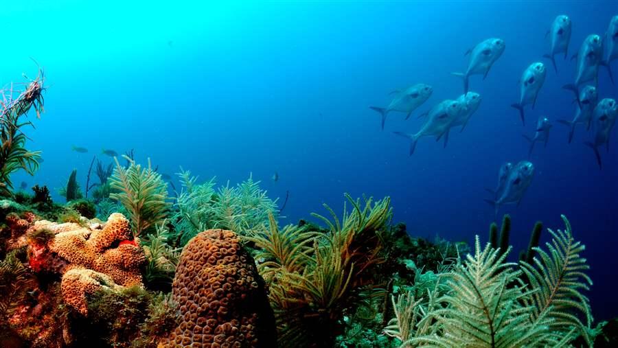 The Dry Tortugas Ecological Reserve