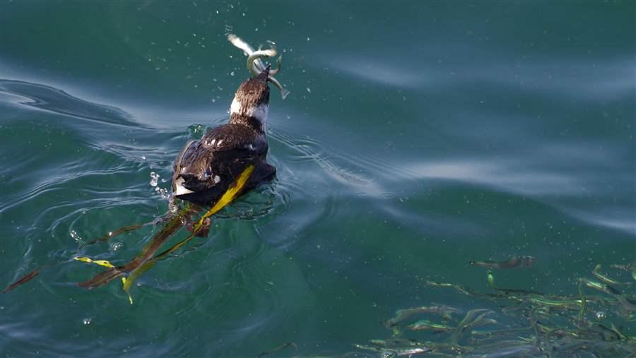 Juvenile Marbled Murrelet