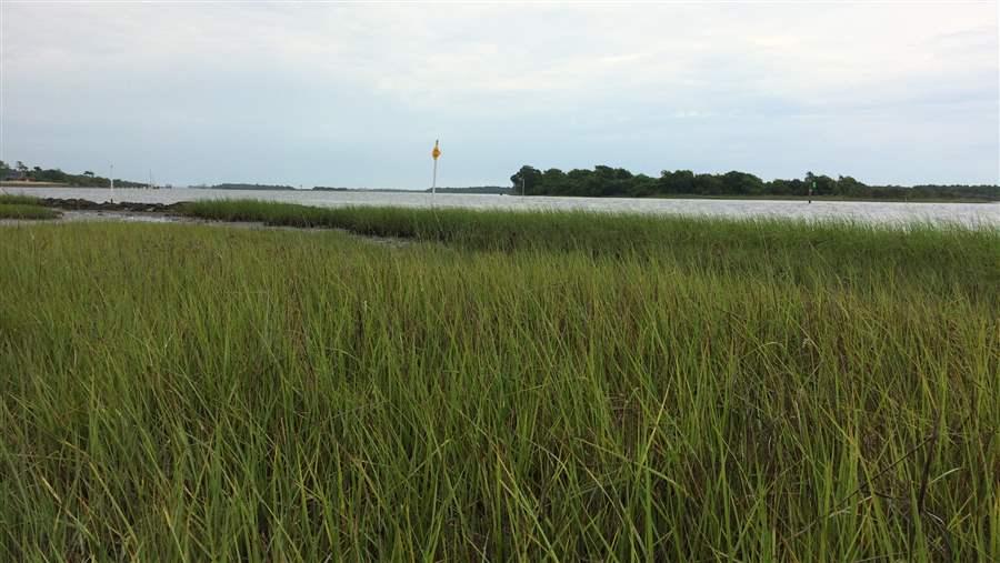 Healthy marsh grasses contribute to living shorelines