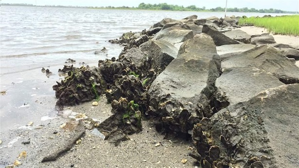 Oysters help combat erosion