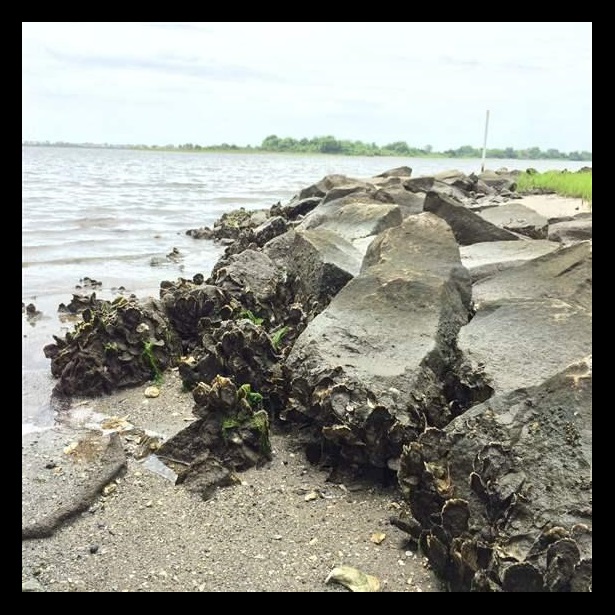 Oysters help combat erosion