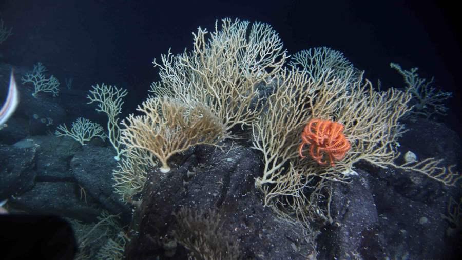 Precautions should be taken by the International Seabed Authority to minimize environmental damage from deep-sea mining.