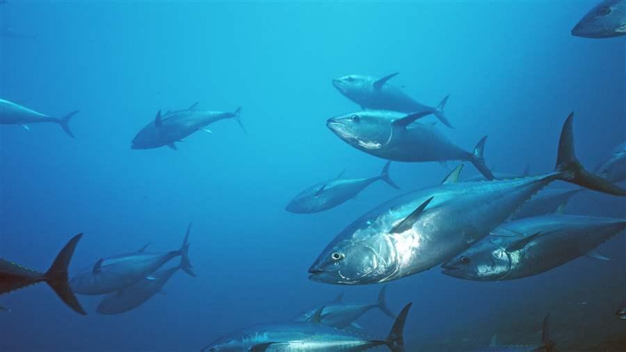 IATTC Pacific Bluefin