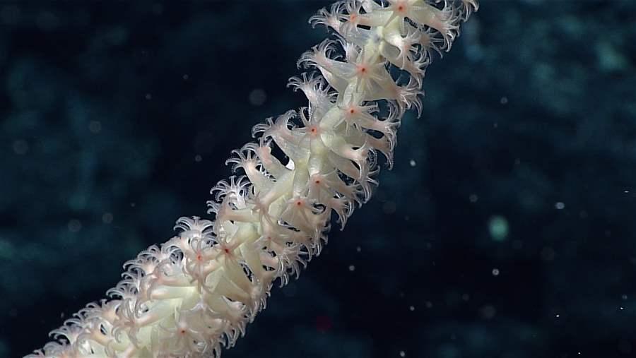 Bamboo coral