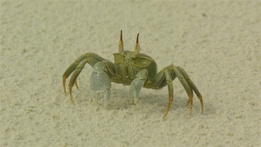 Ghost crab