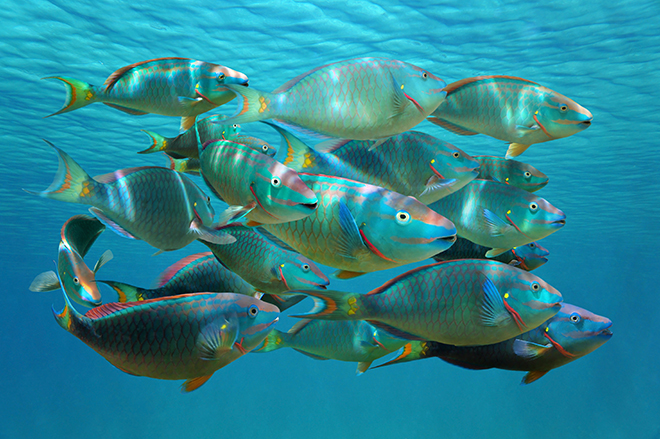 School of fish