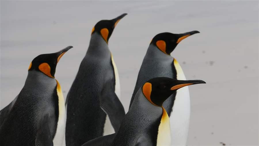 penguins