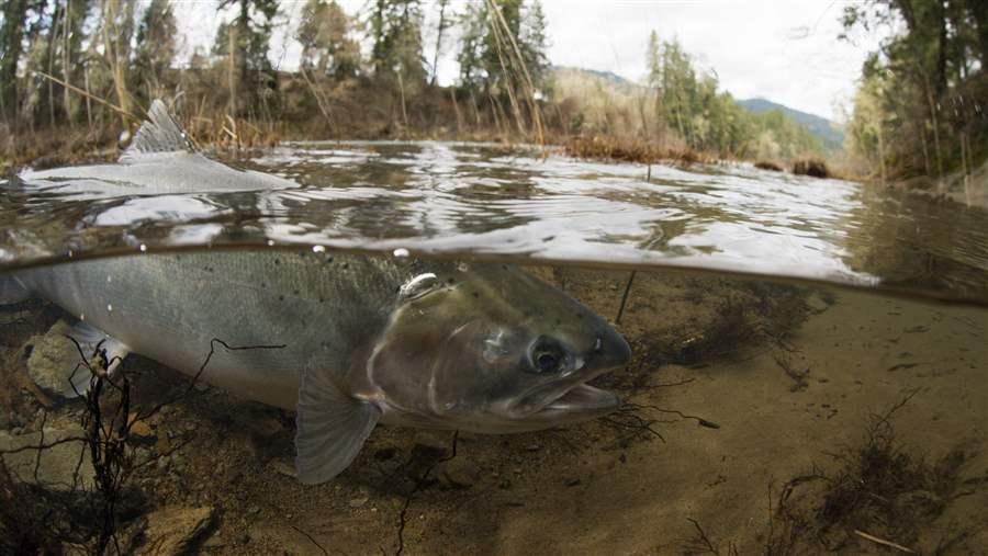 Steelhead Trout