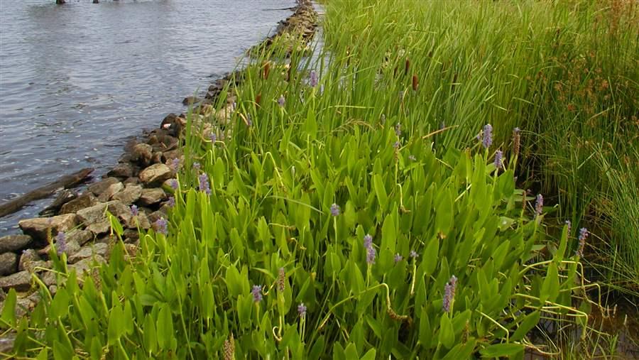 smarter shorelines