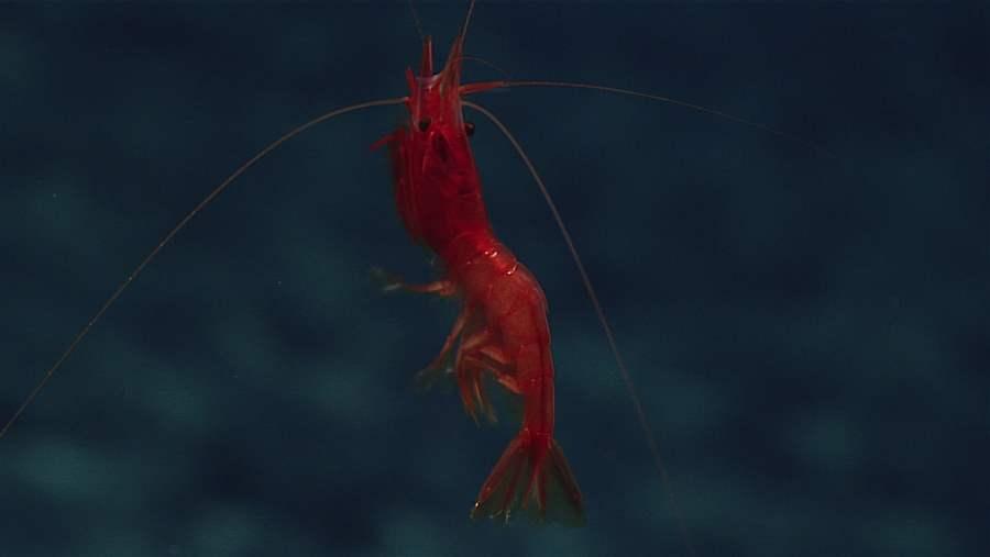 Deep-sea shrimp