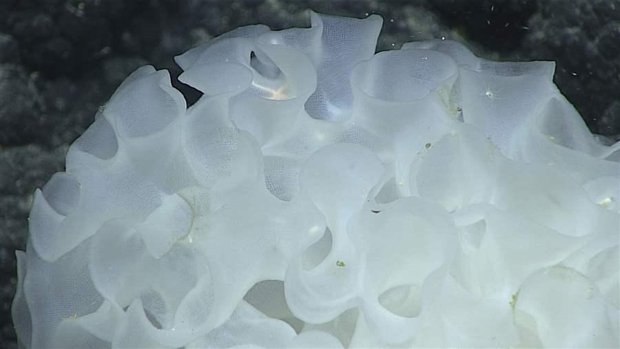 Glass sponge