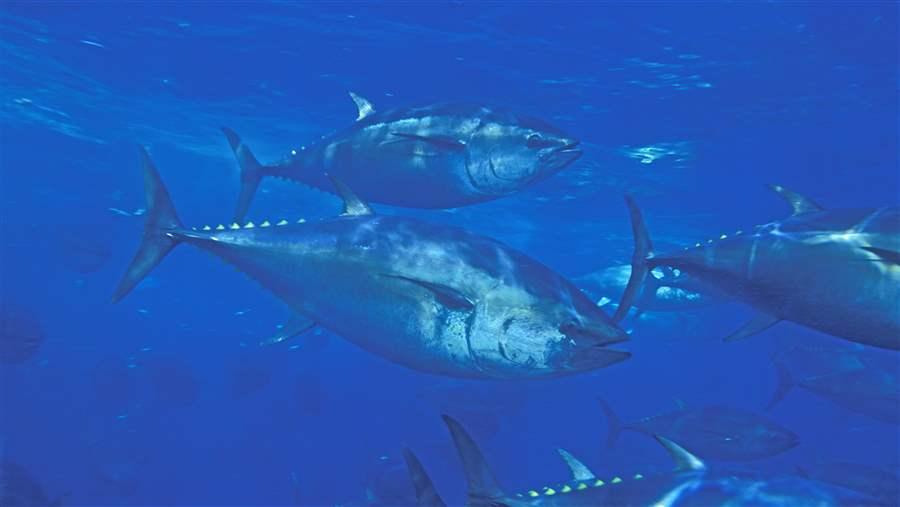 Pacific bluefin tuna