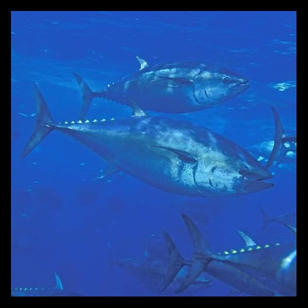 Pacific bluefin tuna