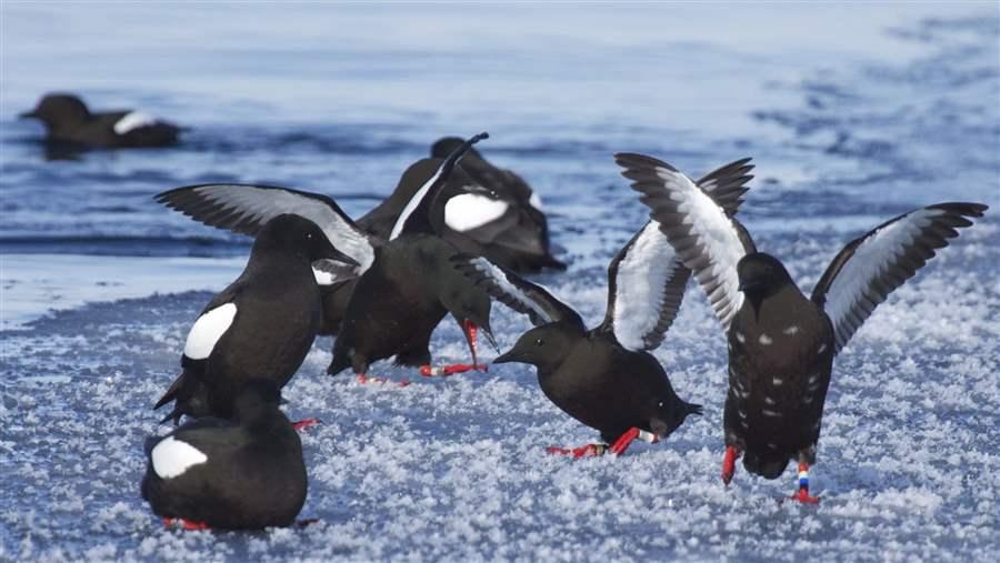 Black guillemots