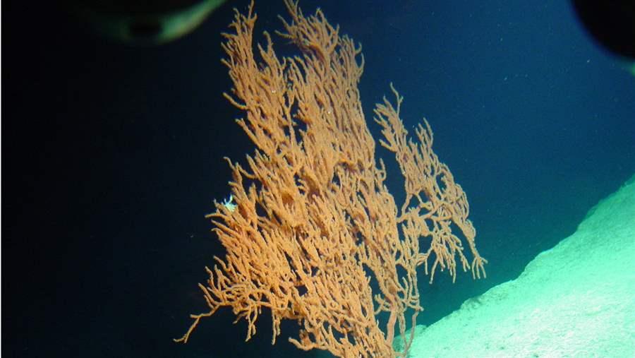 Deep-water coral