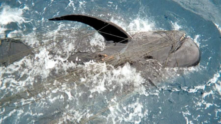 drift gillnet and pilot whale