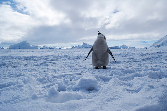 Emperor penguin chick