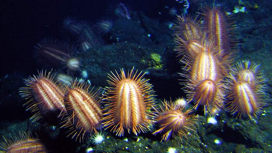 Deep Sea Urchins
