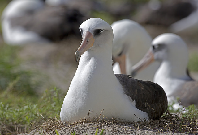 Laysan albatrosses