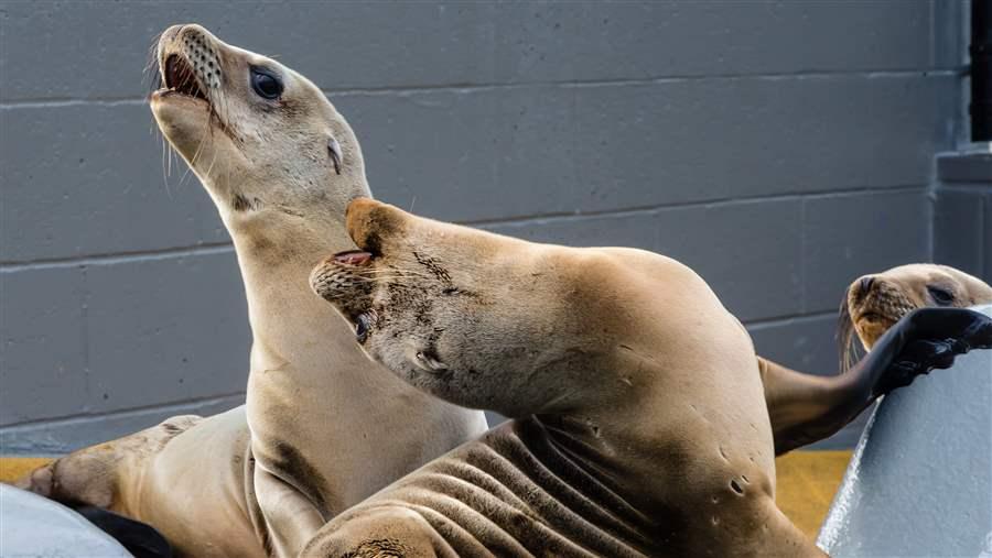 California Sea Lions