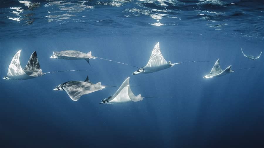 Mobula rays