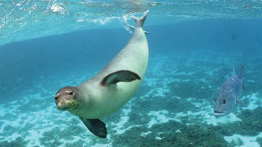 Monk seal