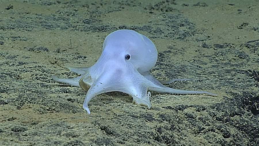 Octopod