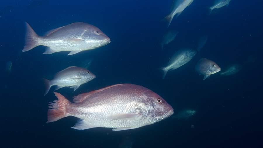 Why East Coast Red Snapper Are Still Struggling | The Pew Charitable Trusts