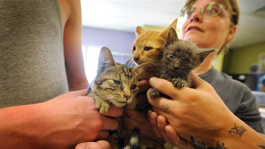 Are Animal Hoarders Criminals? | The Pew Charitable Trusts Are Animal Hoarders Criminals? | The Pew Charitable Trusts