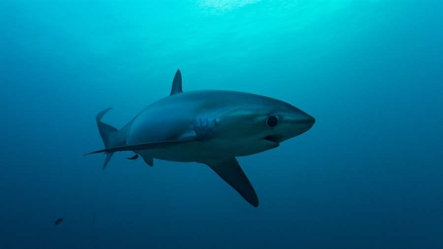 Thresher shark