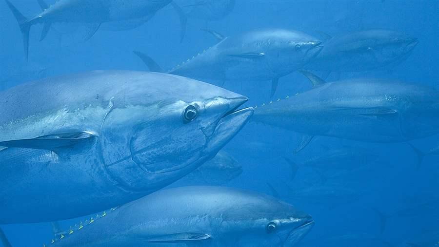 A school of bluefin tuna swimming. 