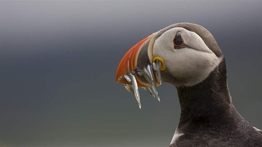 Atlantic puffin